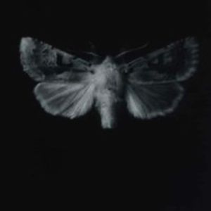 Meet your Posher, Youbetterstop